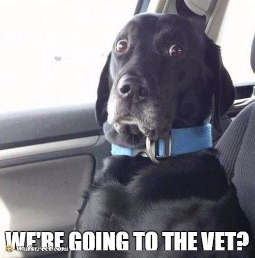 black lab wide eyed dog