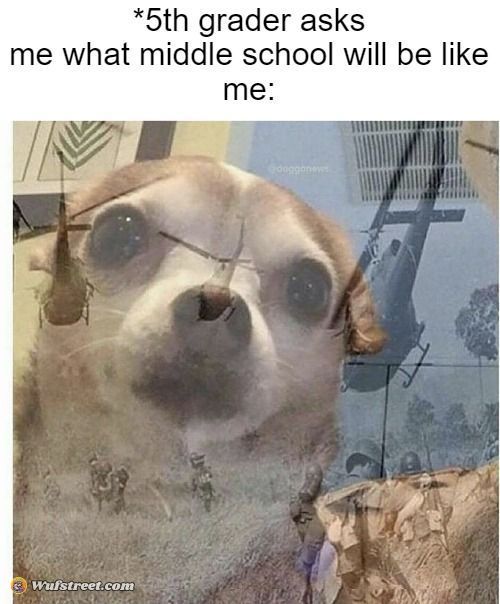 PTSD Chihuahua