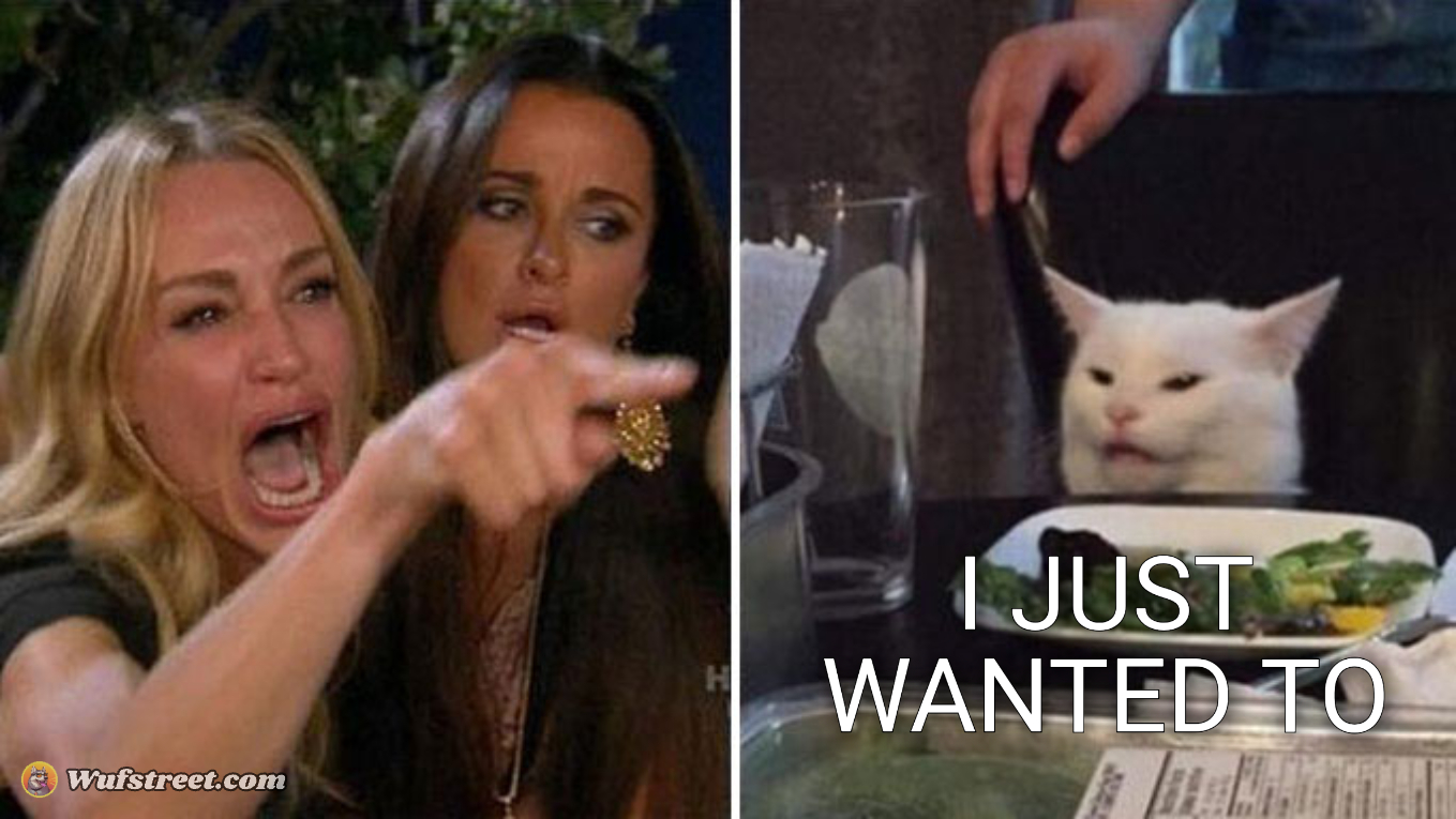 Angry lady cat
