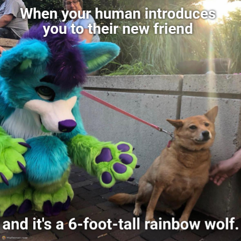 Dog afraid of furry