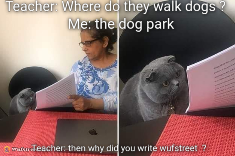 Woman showing paper to cat
