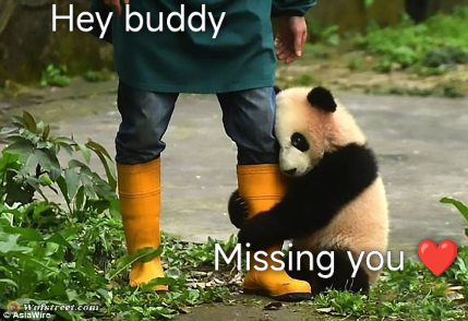 i miss you beary much