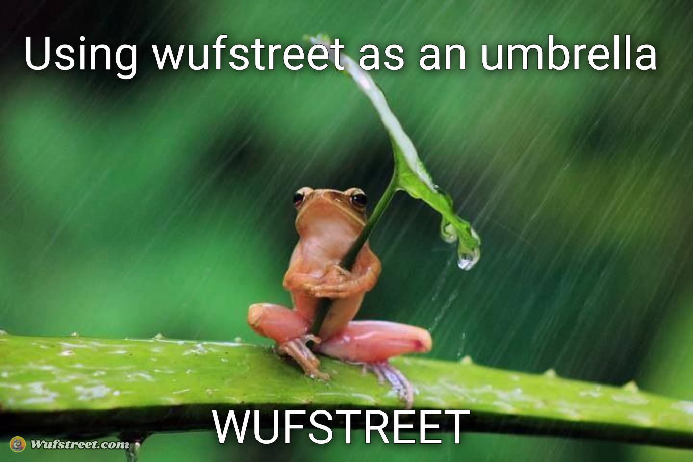 Frog with umbrella