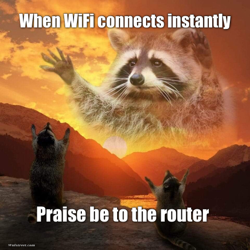 racoon praise
