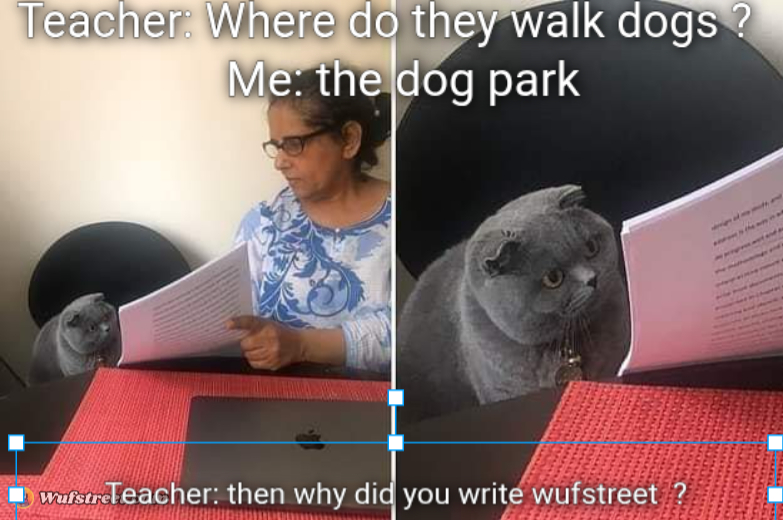 Woman showing paper to cat
