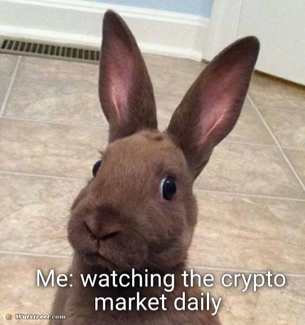Really? Rabbit